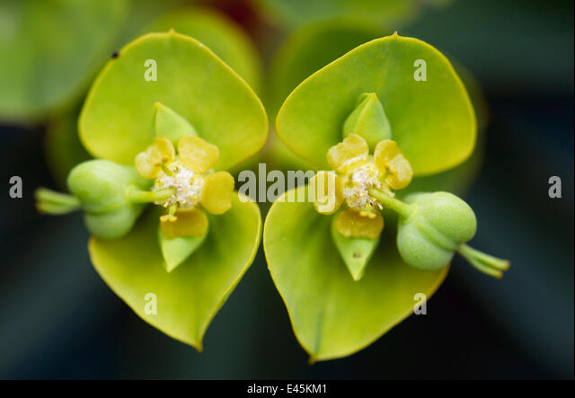 tree-spurge-euphorbia-dendroides-flowers