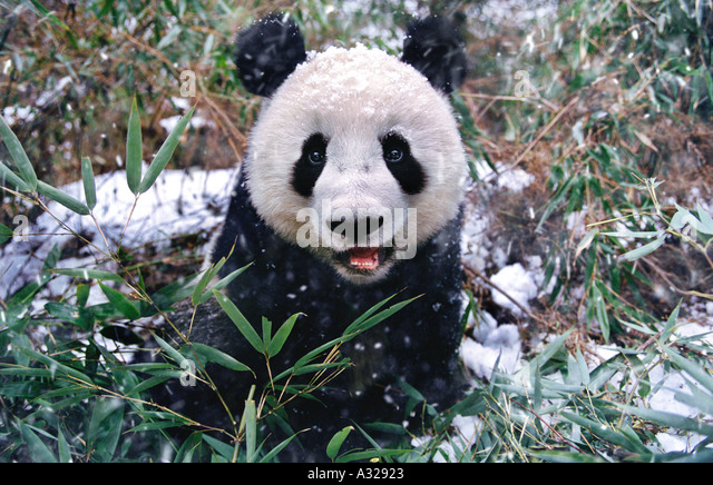 giant-panda-sichuan-china-a32923.jpg