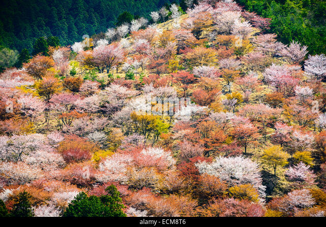 yoshinoyama-nara-japan-spring-landscape-