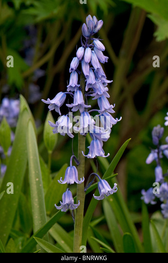 spanish-bluebell-hyacinthoides-hispanica