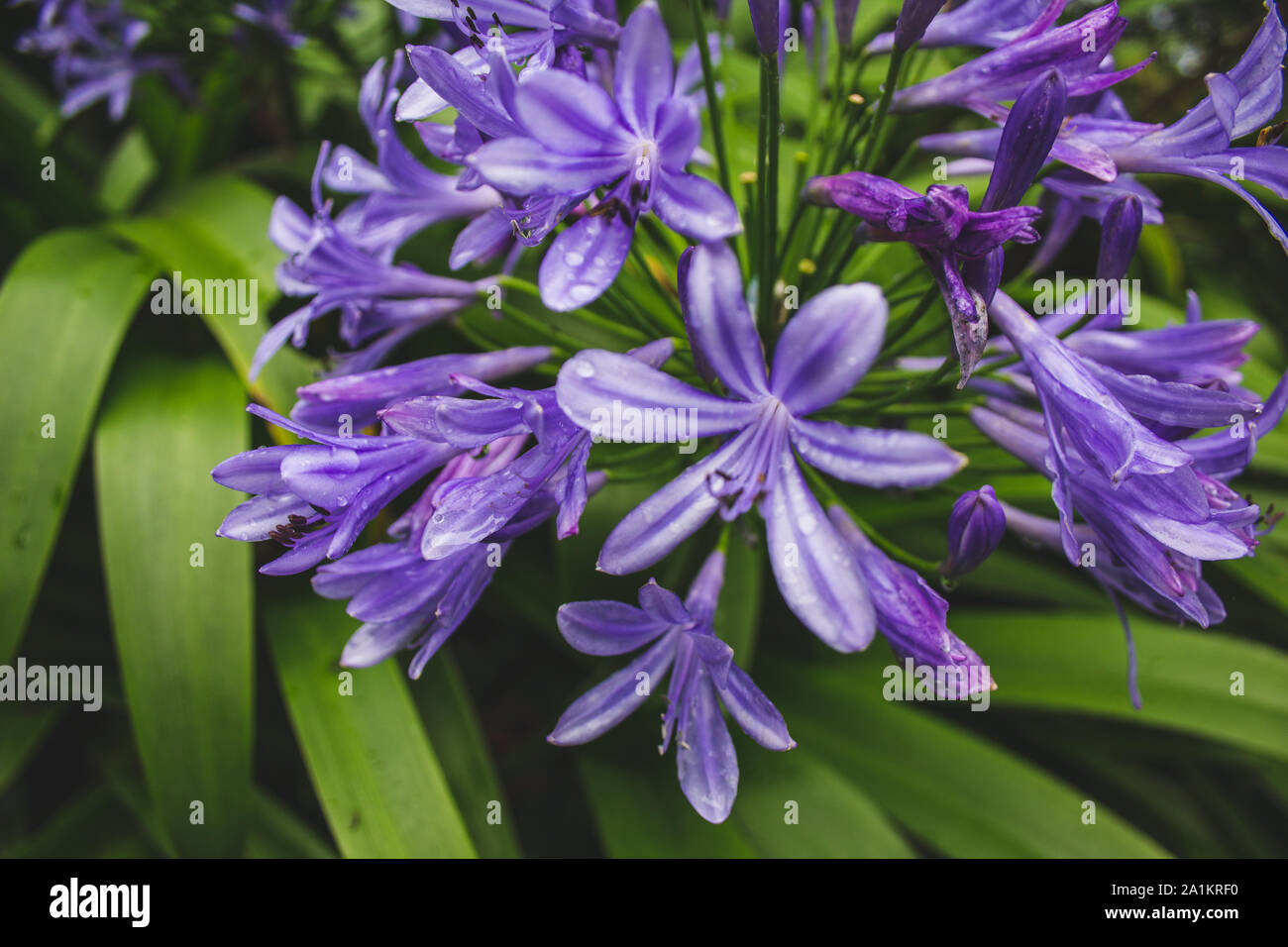Beautiful purple african lily flower growing on the island of Sao ...