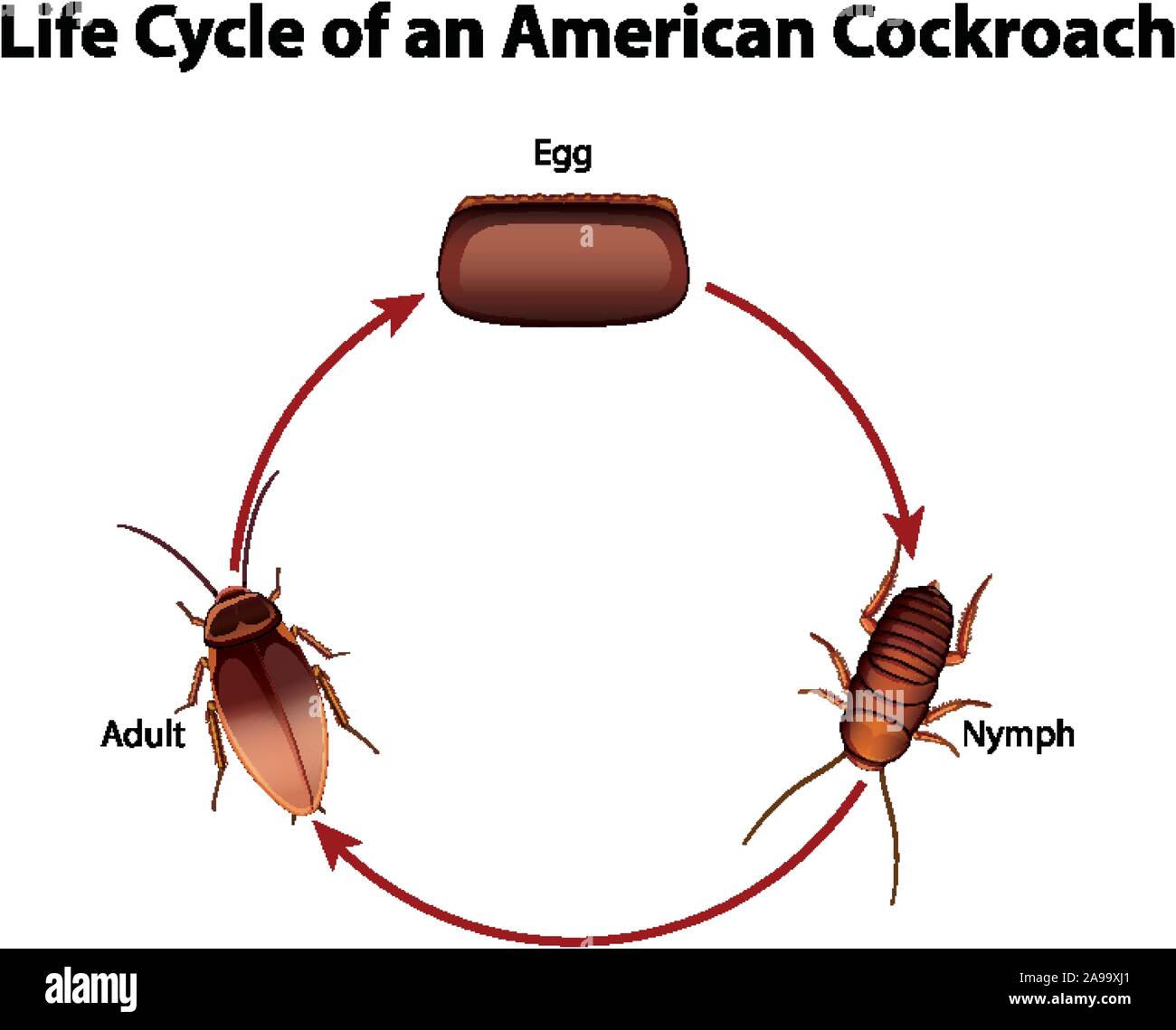 Top 91+ Images what is the life cycle of a roach Completed
