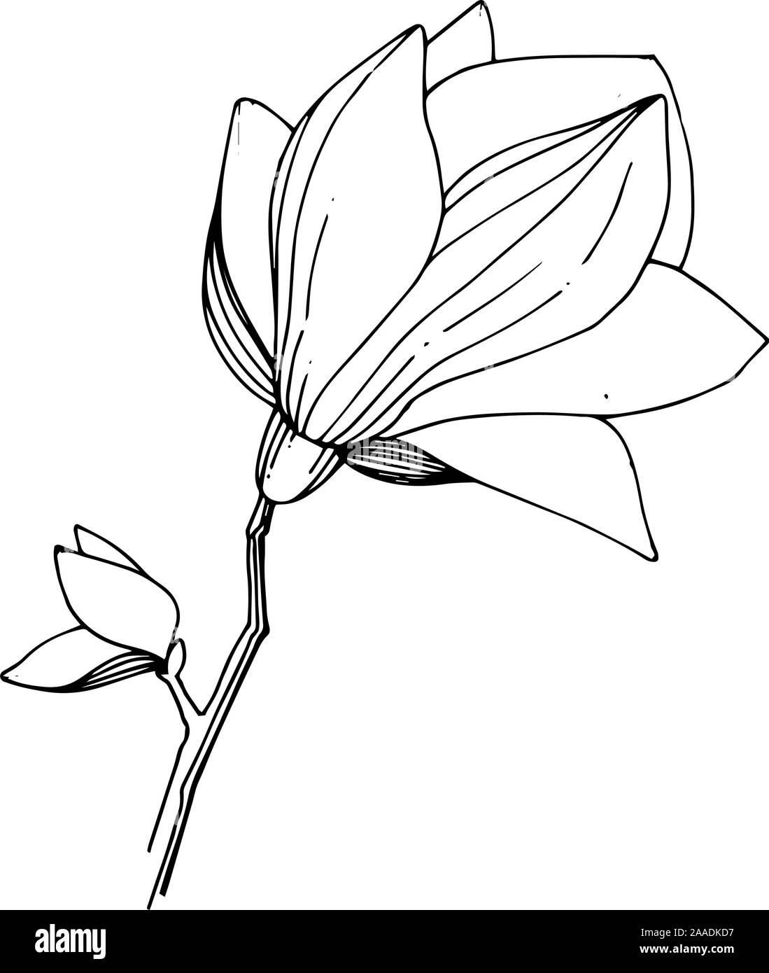Vector magnolia floral botanical flower. Black and white engraved ink ...