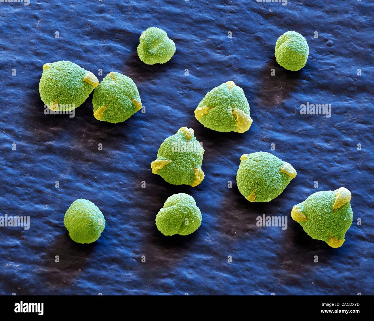 Oak tree pollen. Coloured scanning electron micrograph (SEM) of pollen ...