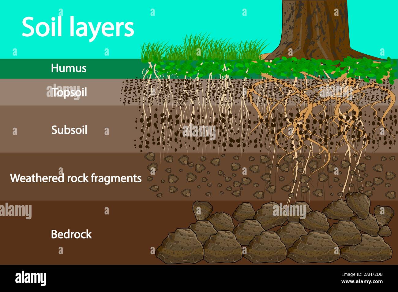 Soil Layer Scheme Or Diagram With Grass And Roots Earth Texture And