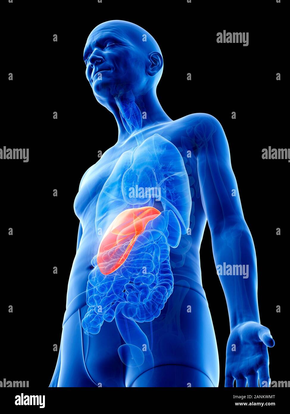 Illustration of an old man's liver Stock Photo - Alamy