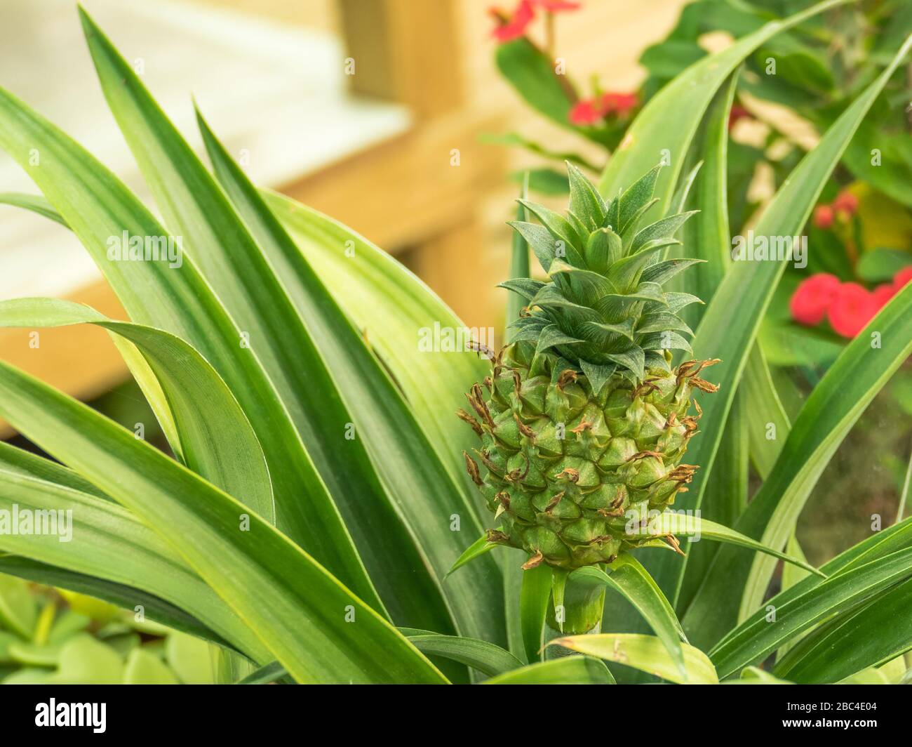 plant bromelia pineapple Ananus comosus Champaca Stock Photo image