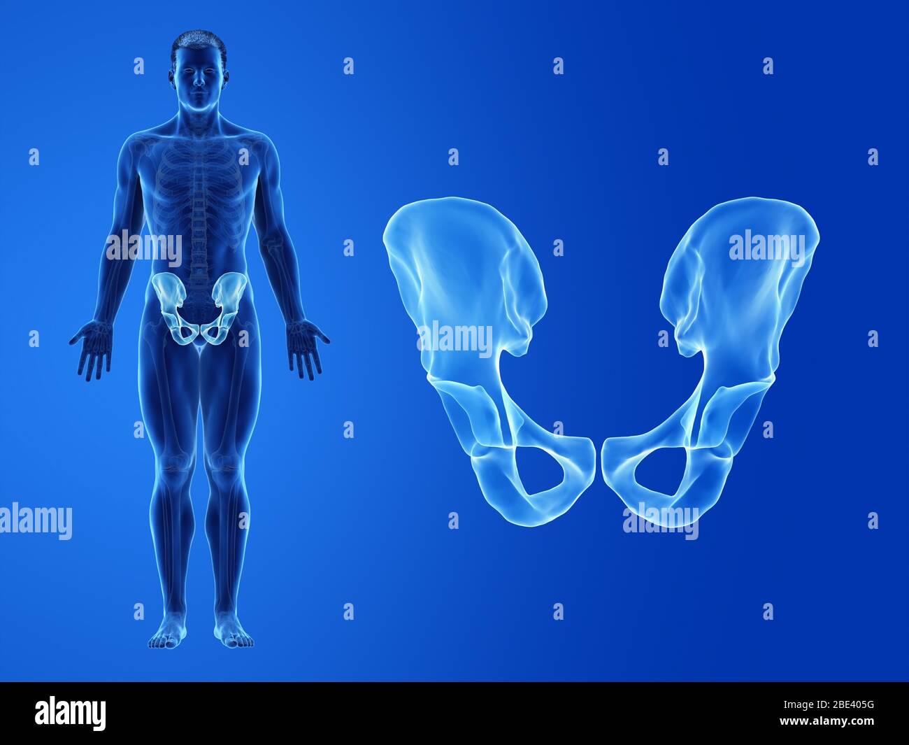 Human Hip Bone Illustration Stock Photo Alamy