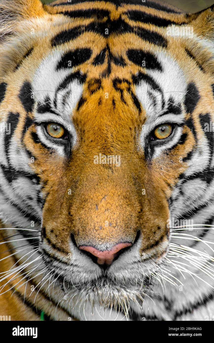 Bengal tiger head close up, India Stock Photo - Alamy