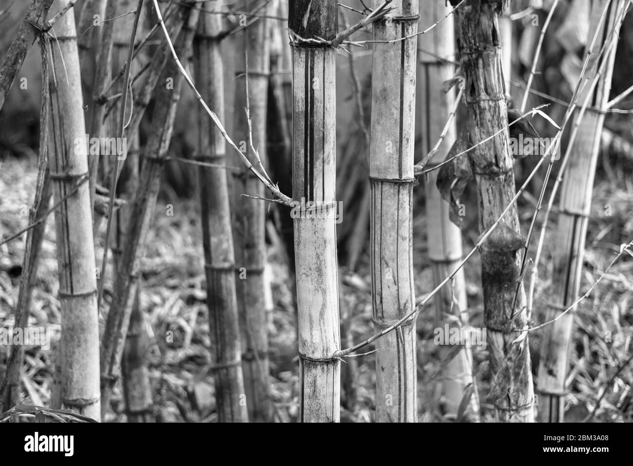 Bamboo forest in black and white. It may be used as background Stock ...