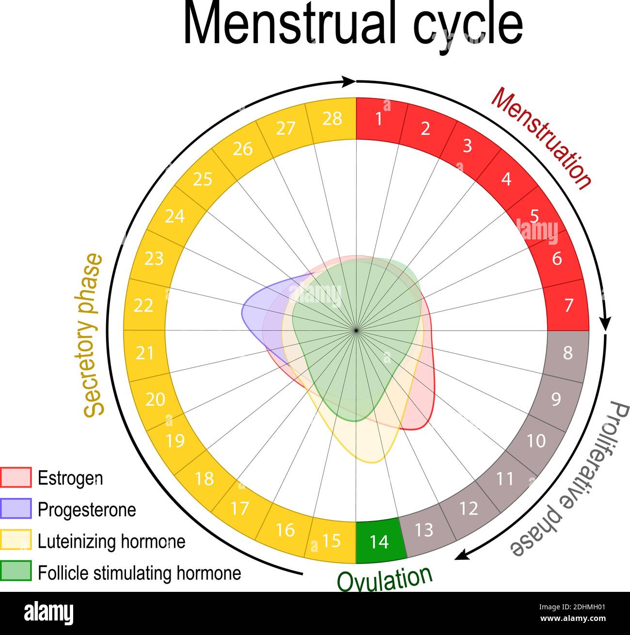 Menstrual cycle and hormone level. Ovarian cycle follicular and luteal