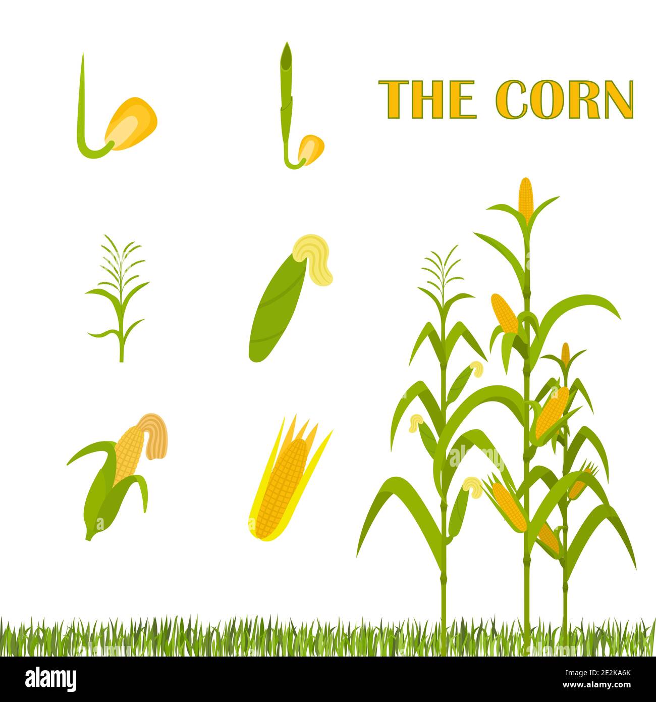 List 98+ Images stages of corn growth pictures Updated