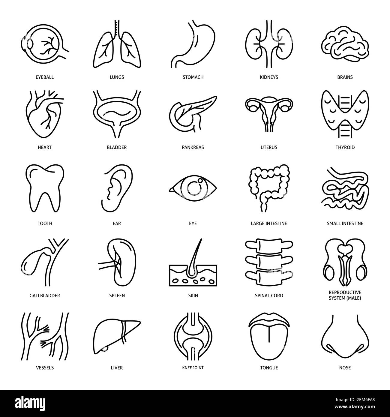 Human internal organs icon set in line style. Medical anatomy symbols ...