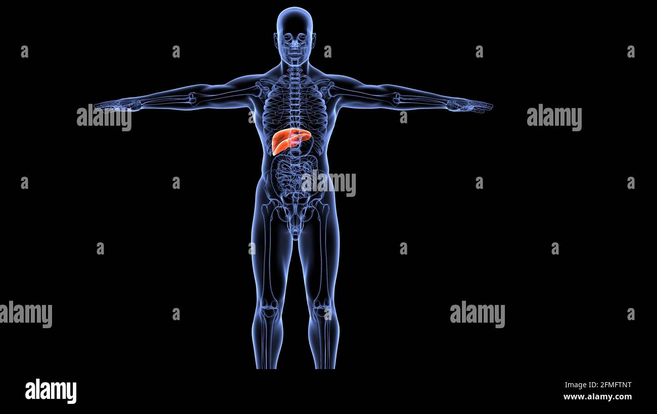 human organ system anatomy 3d illustration Stock Photo - Alamy