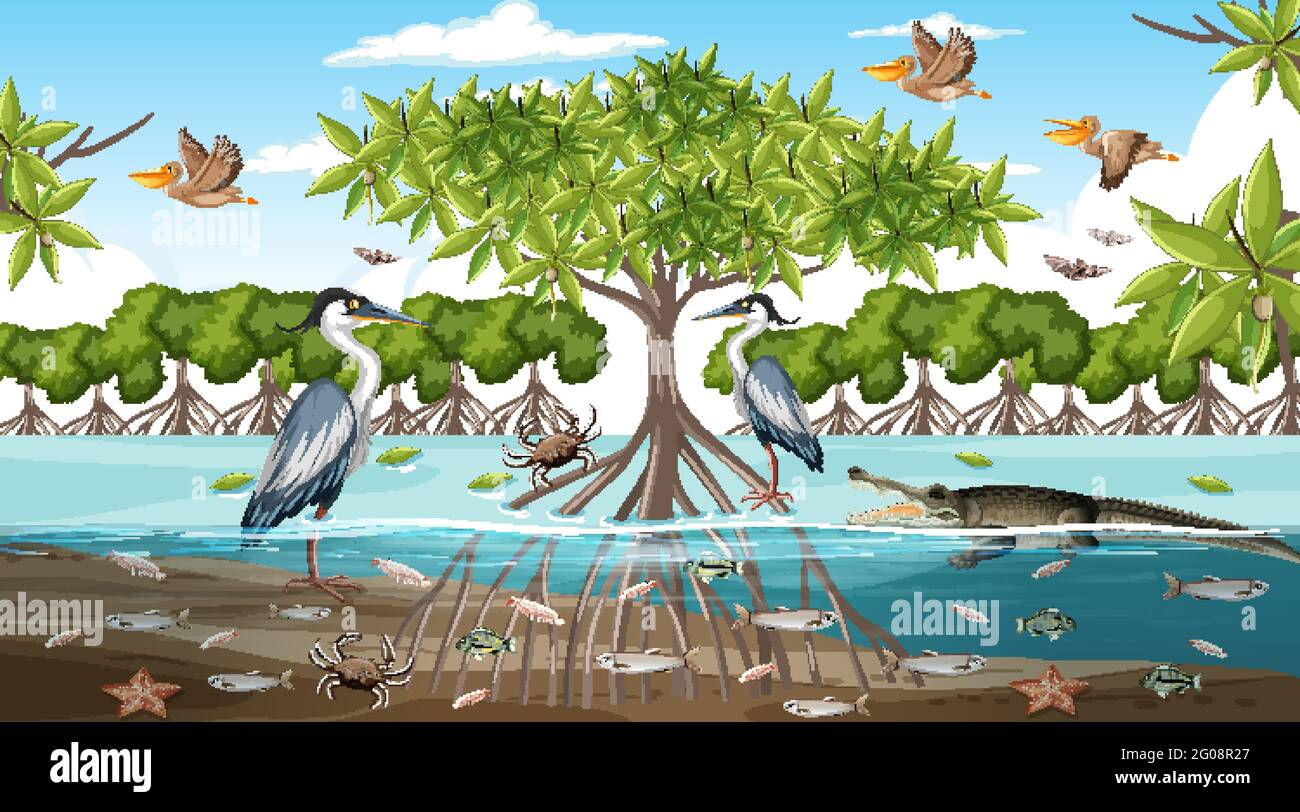 Mangrove forest landscape scene at daytime with many different animals ...
