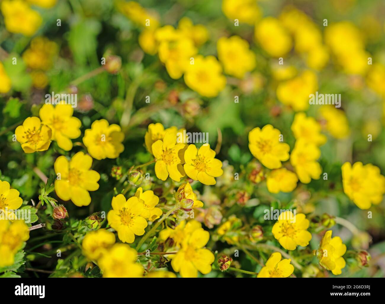 Flowers Of The Creeping Buttercup Ranunculus Repens Stock Photo Alamy