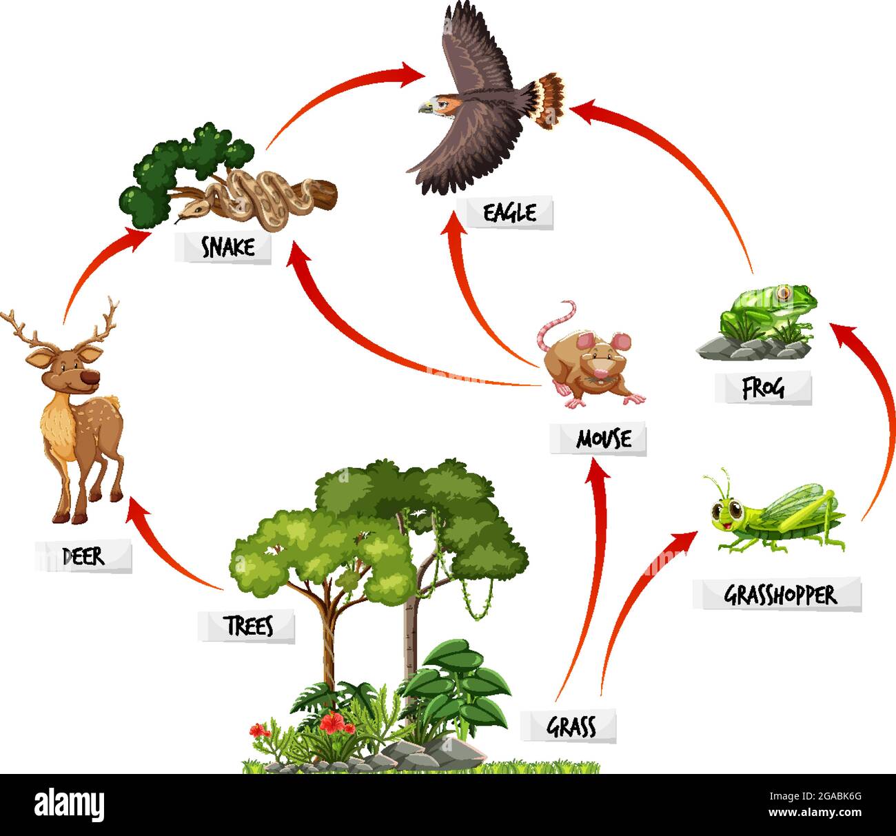 Diagram showing food web in the rainforest illustration Stock Vector