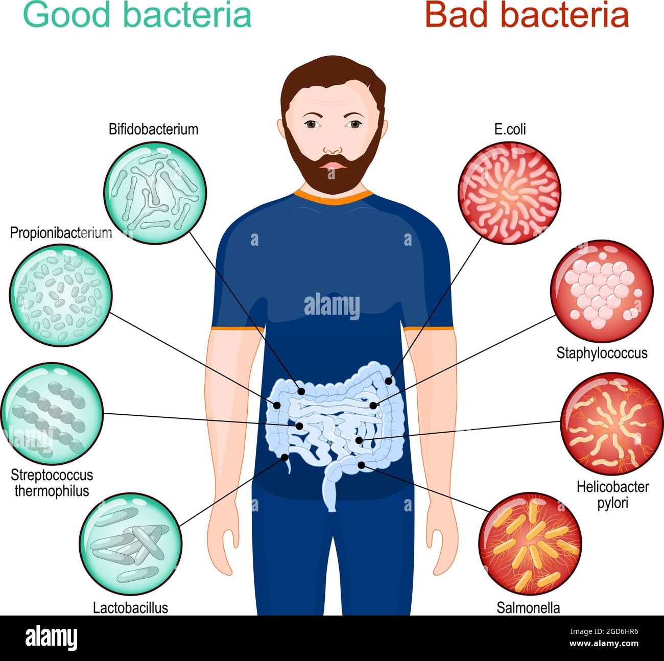 Good And Bad Bacteria Poster About Probiotics And Health Of Intestines