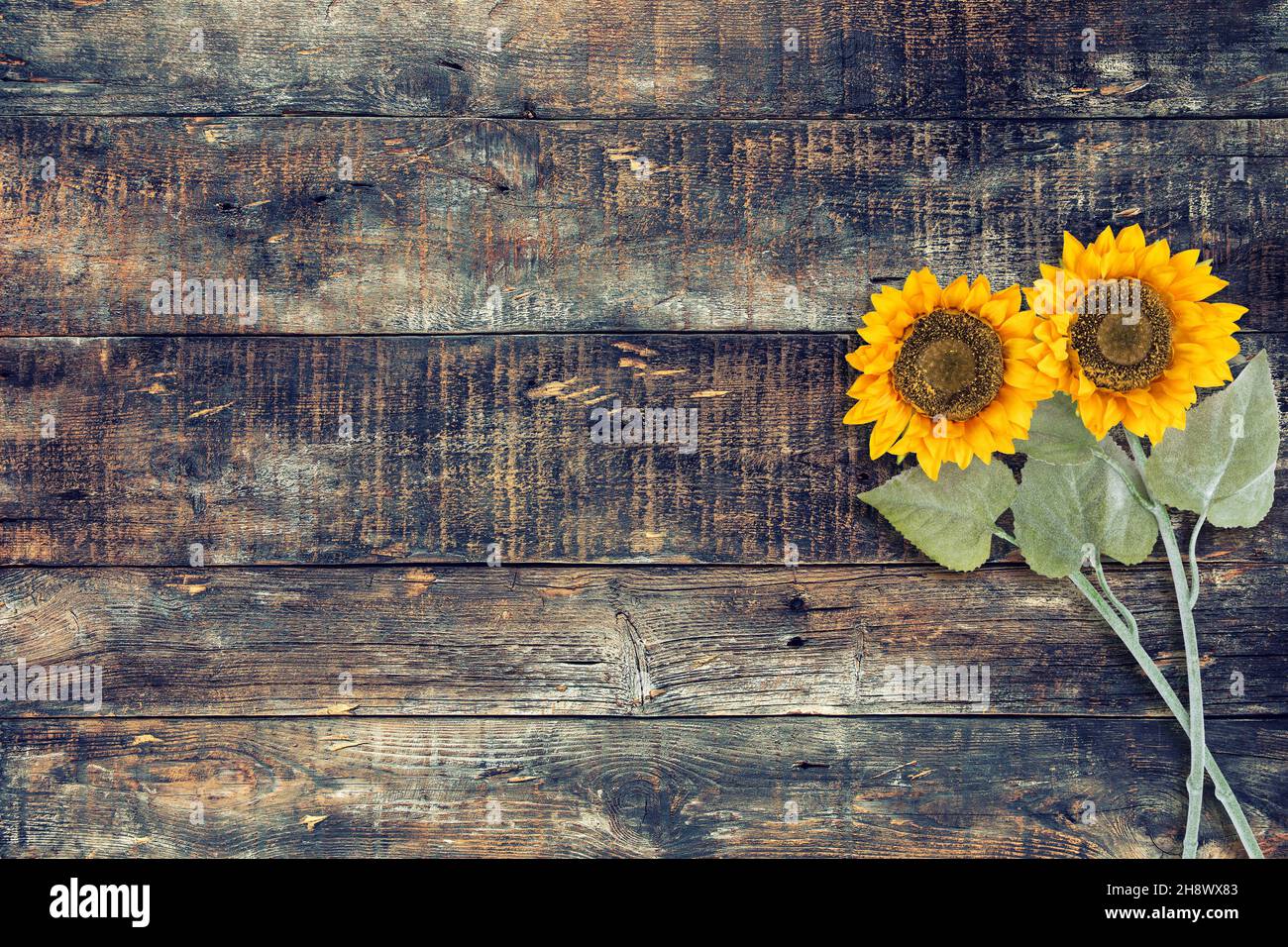 Wooden background with sunflowers. Wood texture floral decoration Stock ...