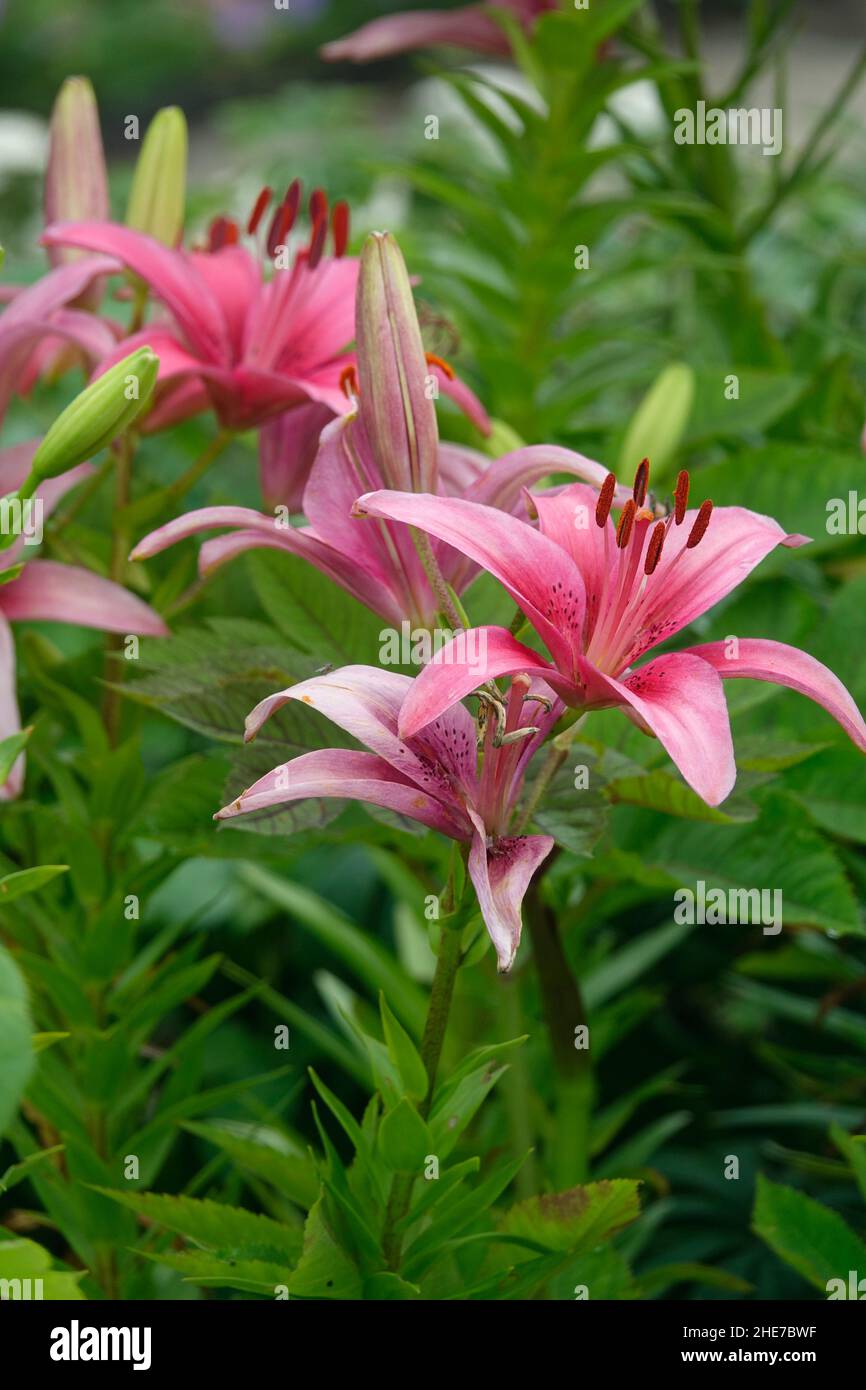 Pink Lilies Flowers, Asiatic Lilies, Hybrid Lily with Dark Pink Spots ...
