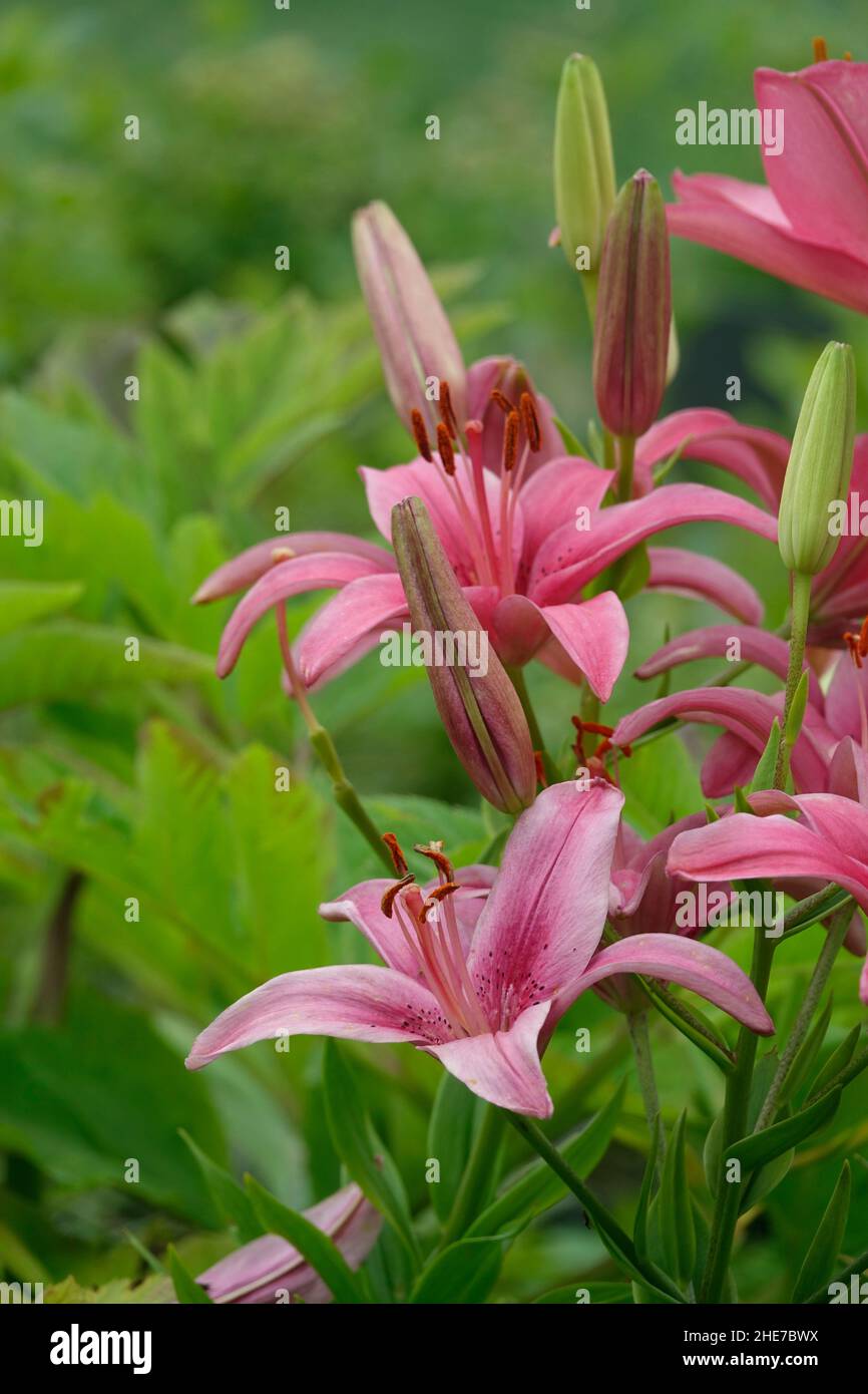 Pink Lilies Flowers, Asiatic Lilies, Hybrid Lily with Dark Pink Spots ...