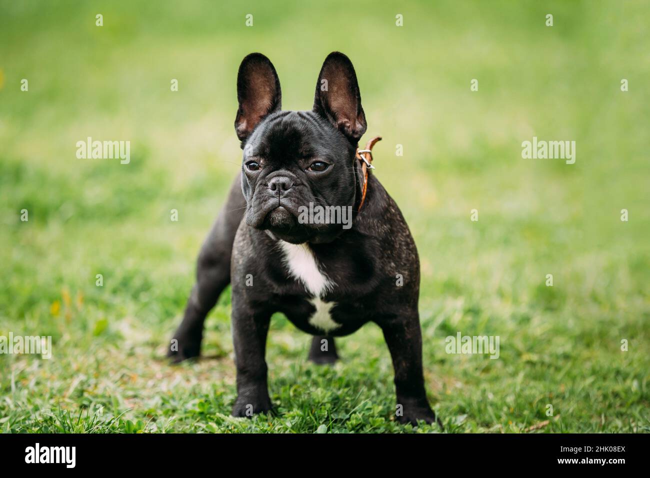 Beautiful Young Black French Bulldog Puppy Dog In Green Grass, In Park ...