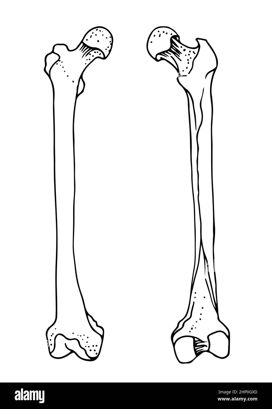 Human Femur Bones Vector Hand Drawn Illustration Isolated On A White