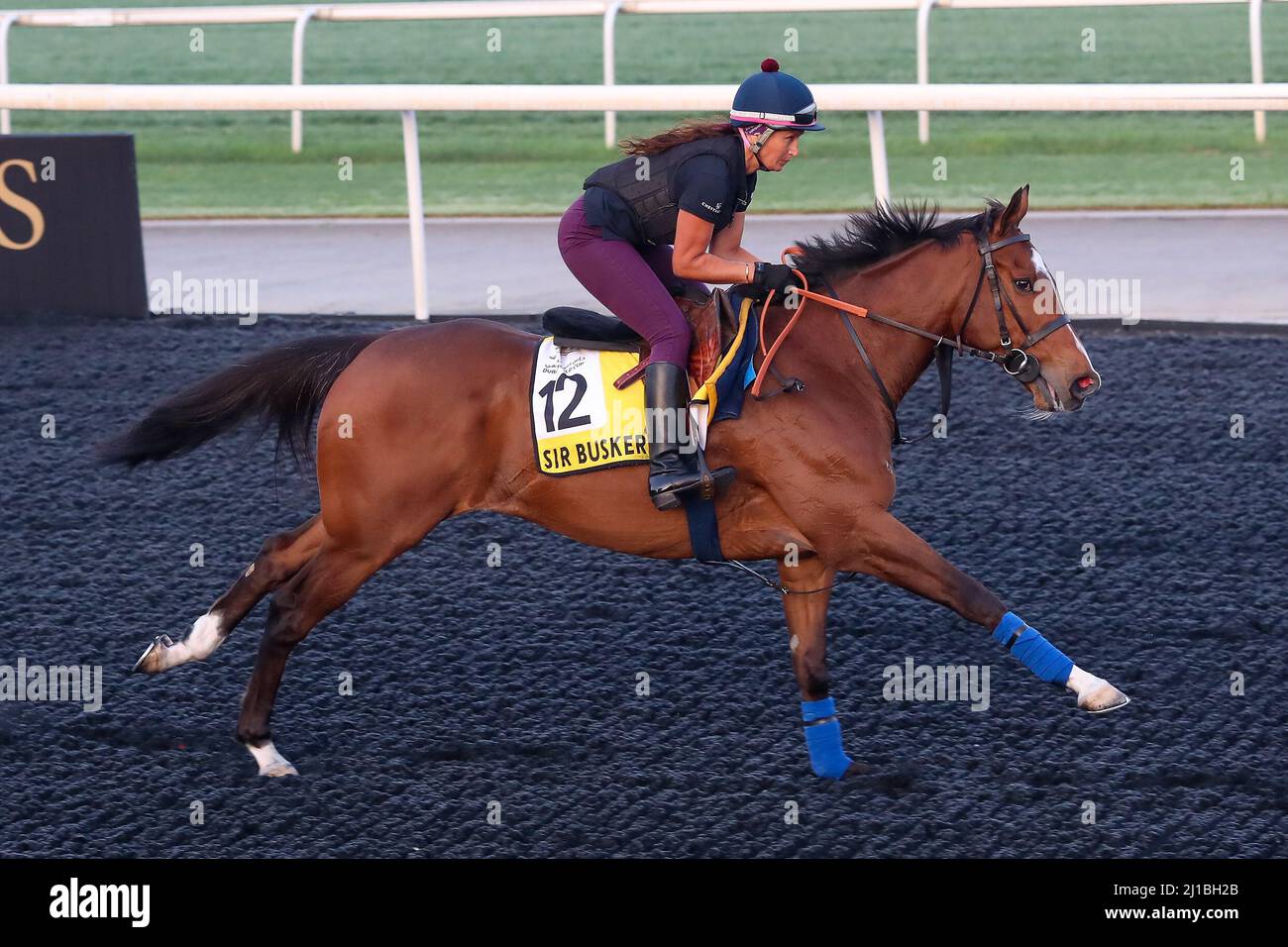 Sir Busker exercises in preparation for the Dubai Turf at Meydan ...