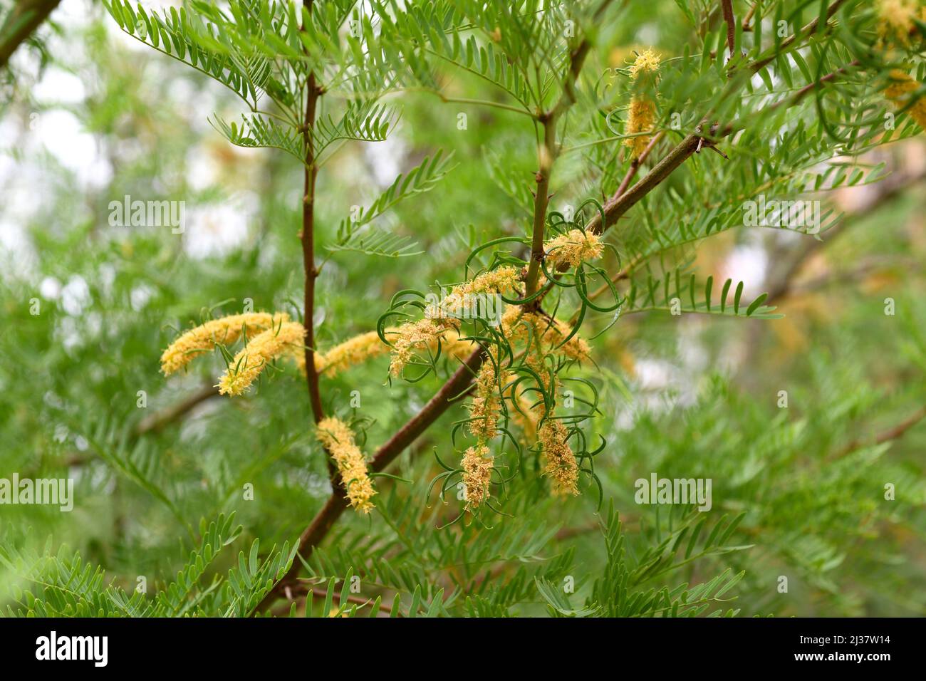 Honey mesquite (Prosopis glandulosa) is a spiny shrub or small tree ...