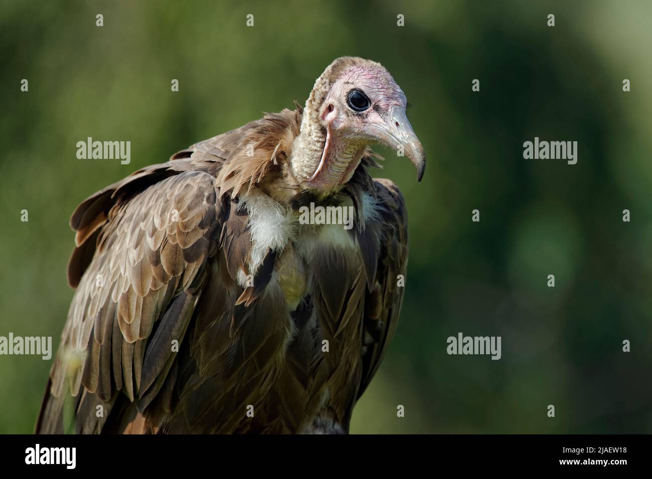 Hooded vulture - Necrosyrtes monachus Stock Photo - Alamy
