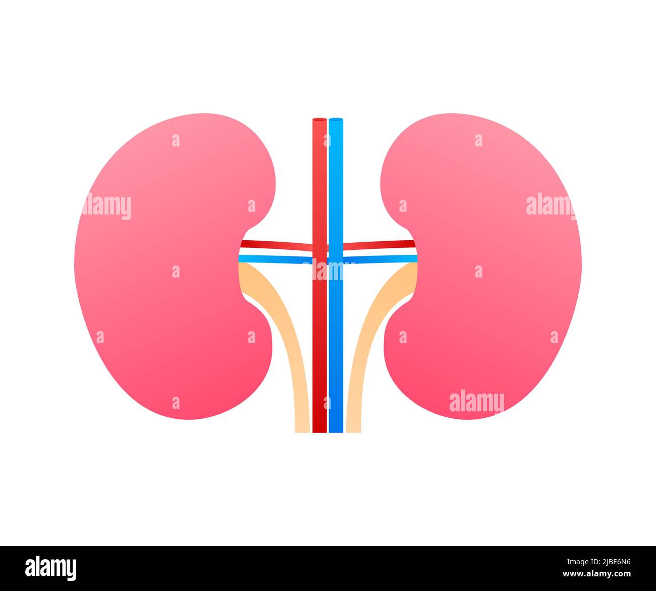 3d illustration with kidneys. Isolated cartoon vector illustration ...