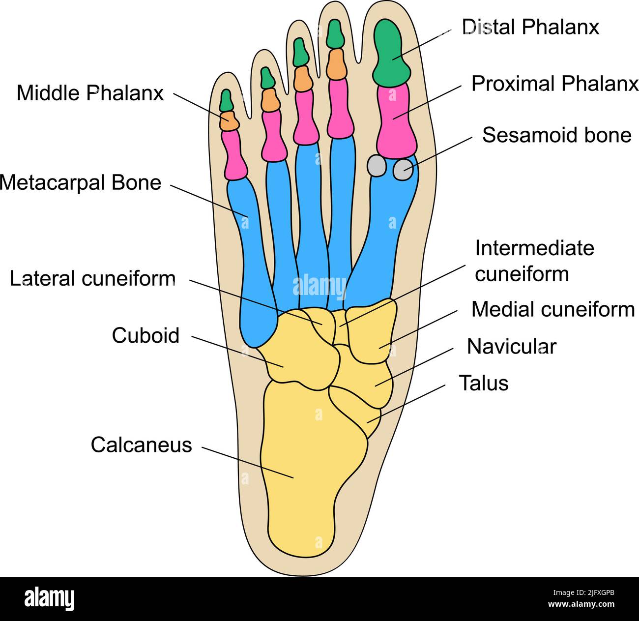 Human Foot Bones Anatomy With Descriptions Educational Diagram Of