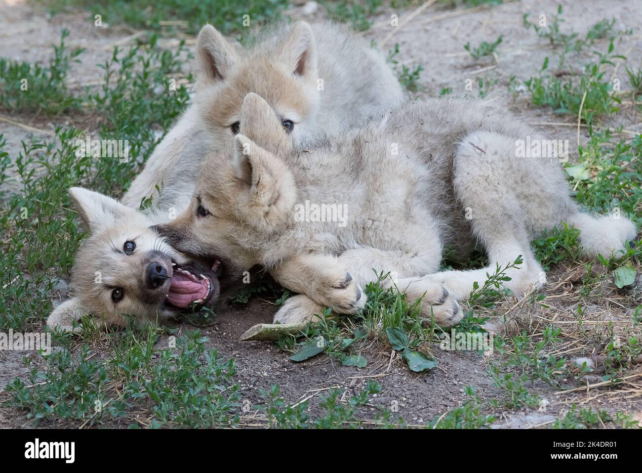 Arctic wolf pups playing Stock Photo - Alamy