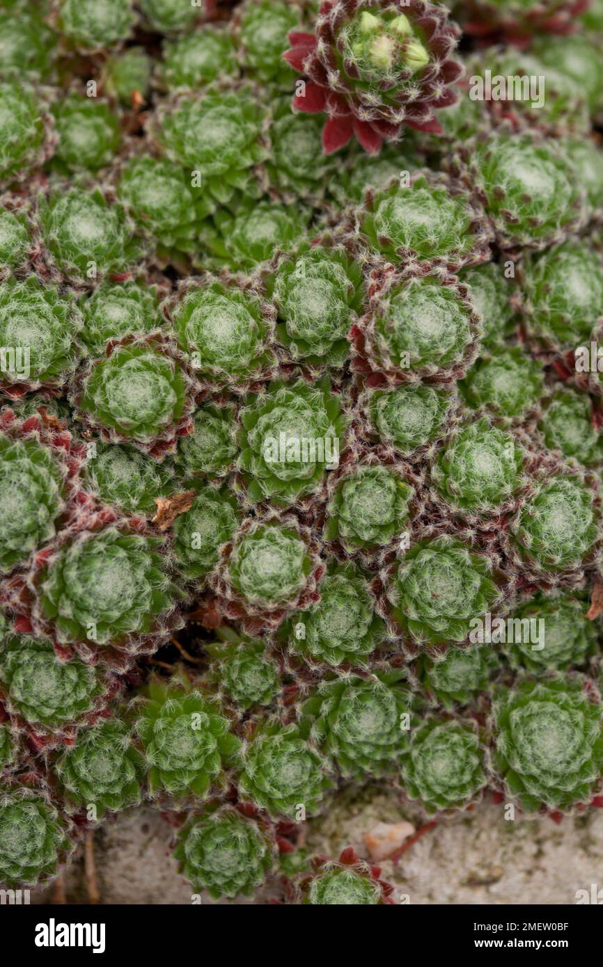 Sempervivum 'Ashes of Roses' Stock Photo - Alamy