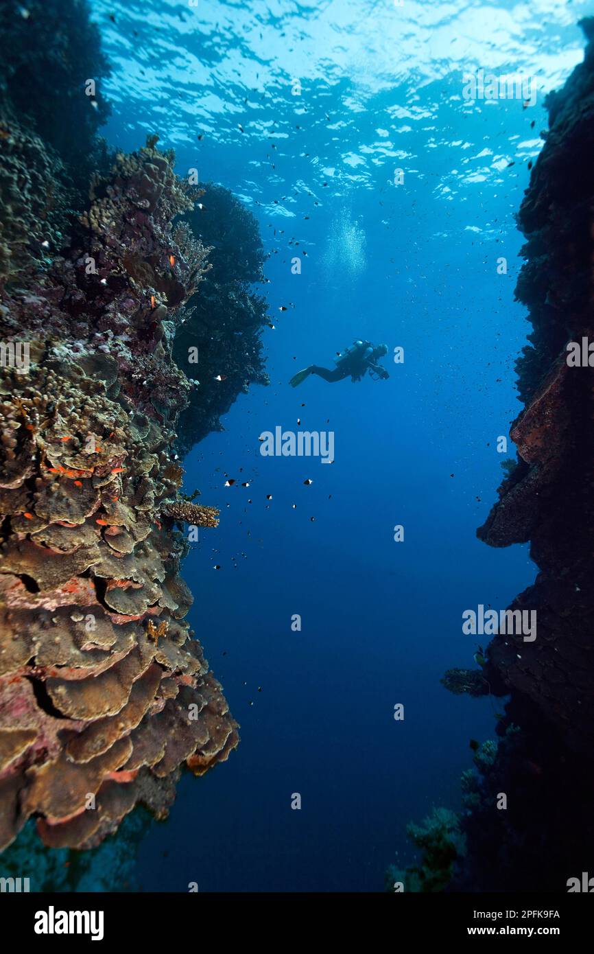 Diver with camera crosses reef breach in coral reef, Red Sea, Daedalus ...