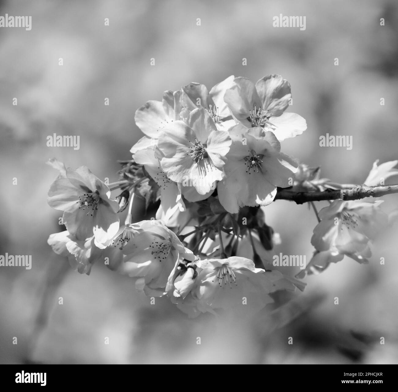 White Cherry blossom Stock Photo - Alamy