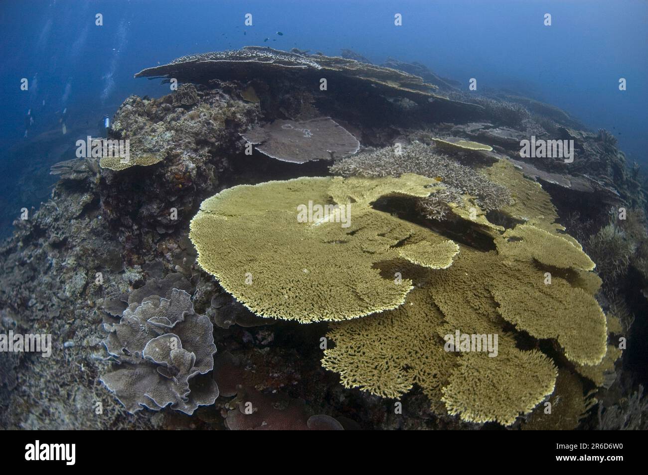 Table Coral, Acropora sp, large plates growing on recent lava flow ...