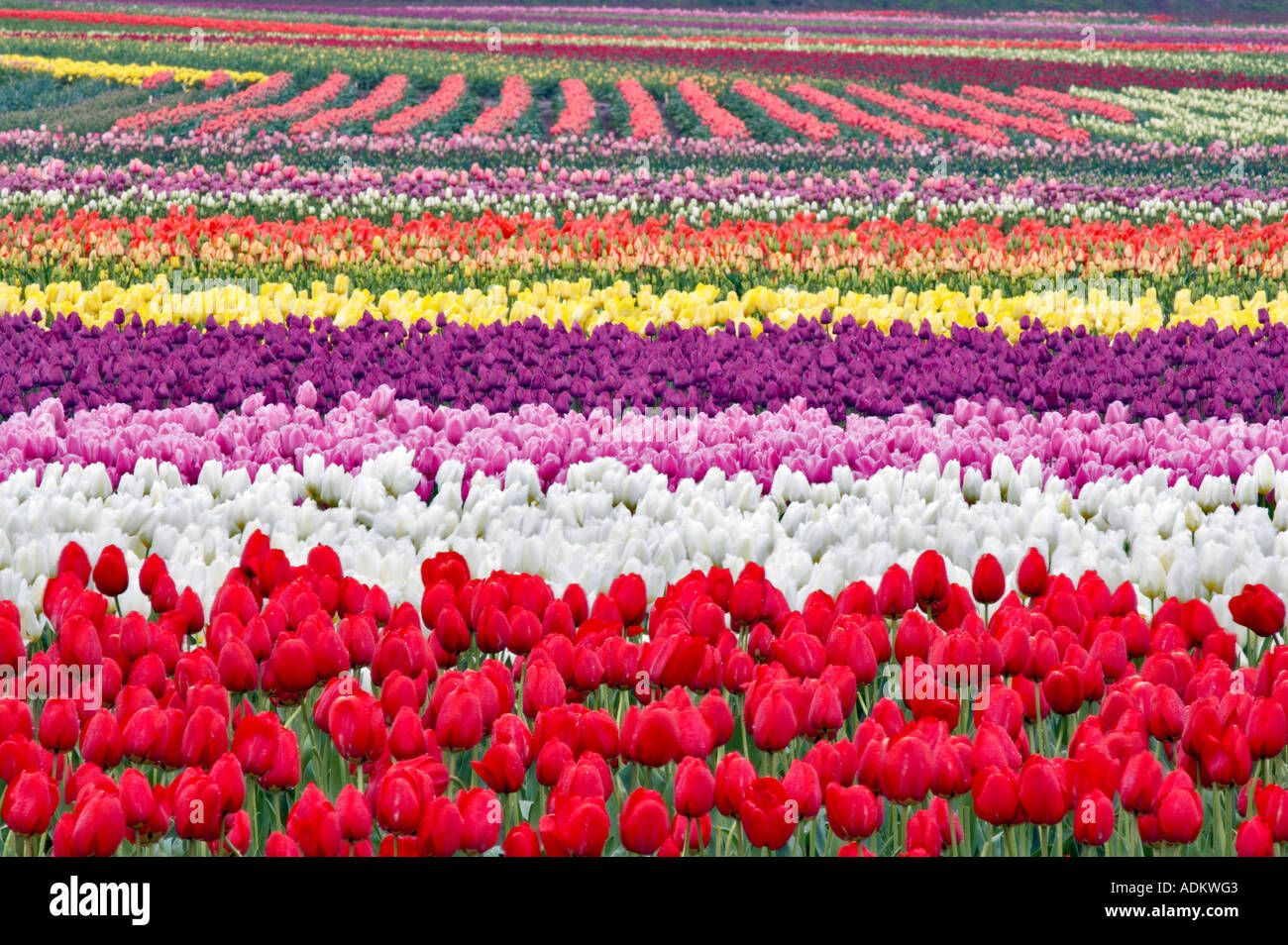 Field of multi colored tulips Tulip Town Mt Vernon Washington Stock ...