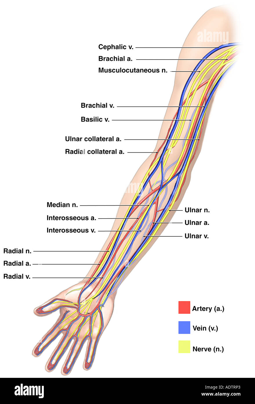 Upper Arm Arterial Anatomy