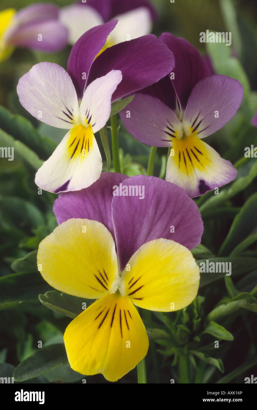 Viola x williamsii 'Sweeties' F1 Hybrid mini pansy Stock Photo - Alamy