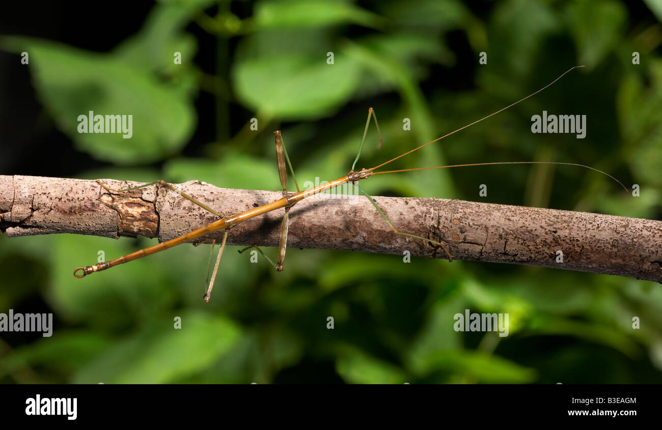 Walking Stick Insect Stock Photo - Alamy