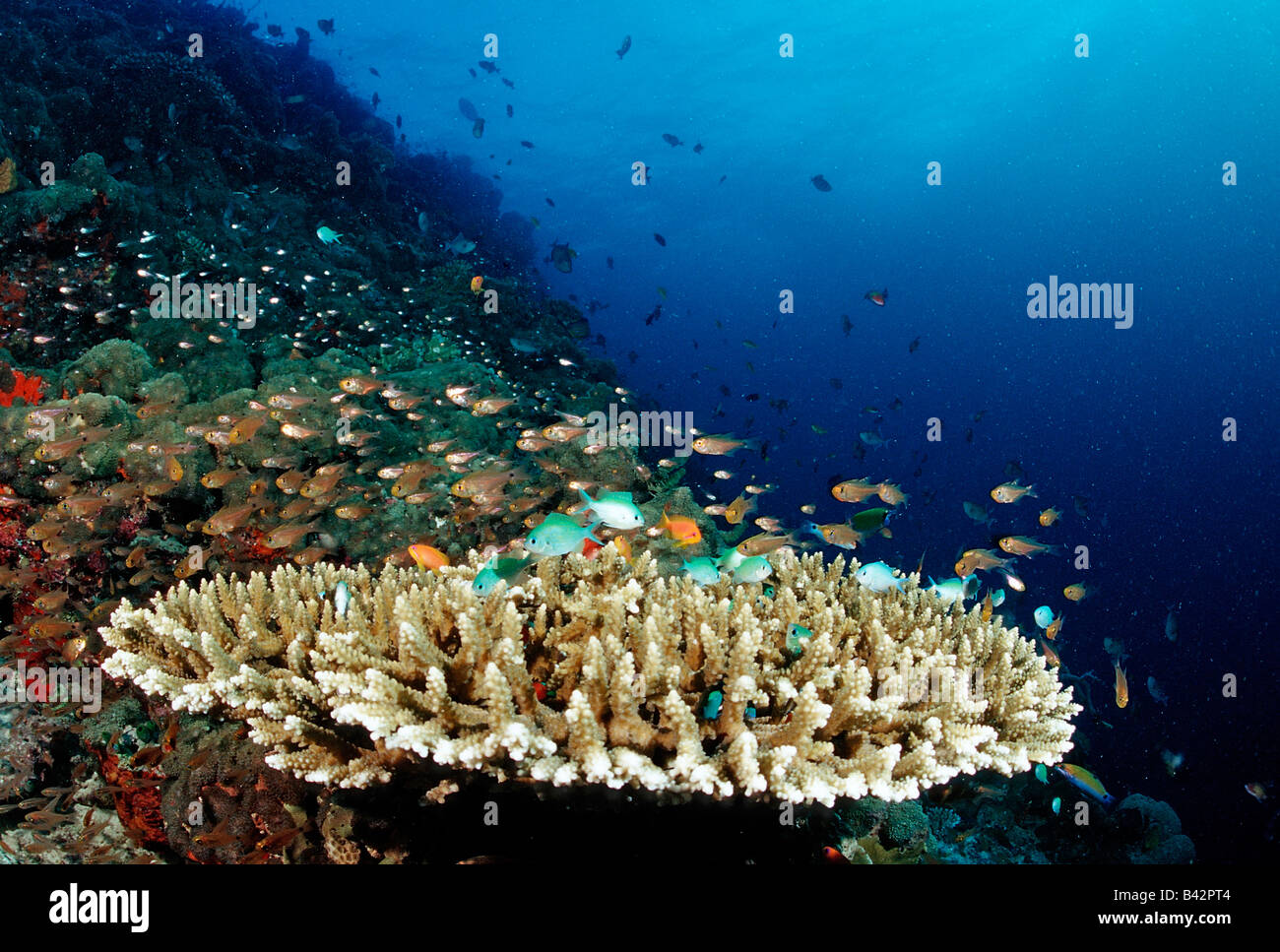 Coral Fishes at Coral Reef Chromis viridis Indian Ocean Maldives Stock ...