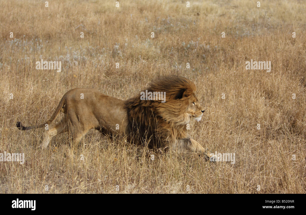 African lion running through long grass Stock Photo - Alamy