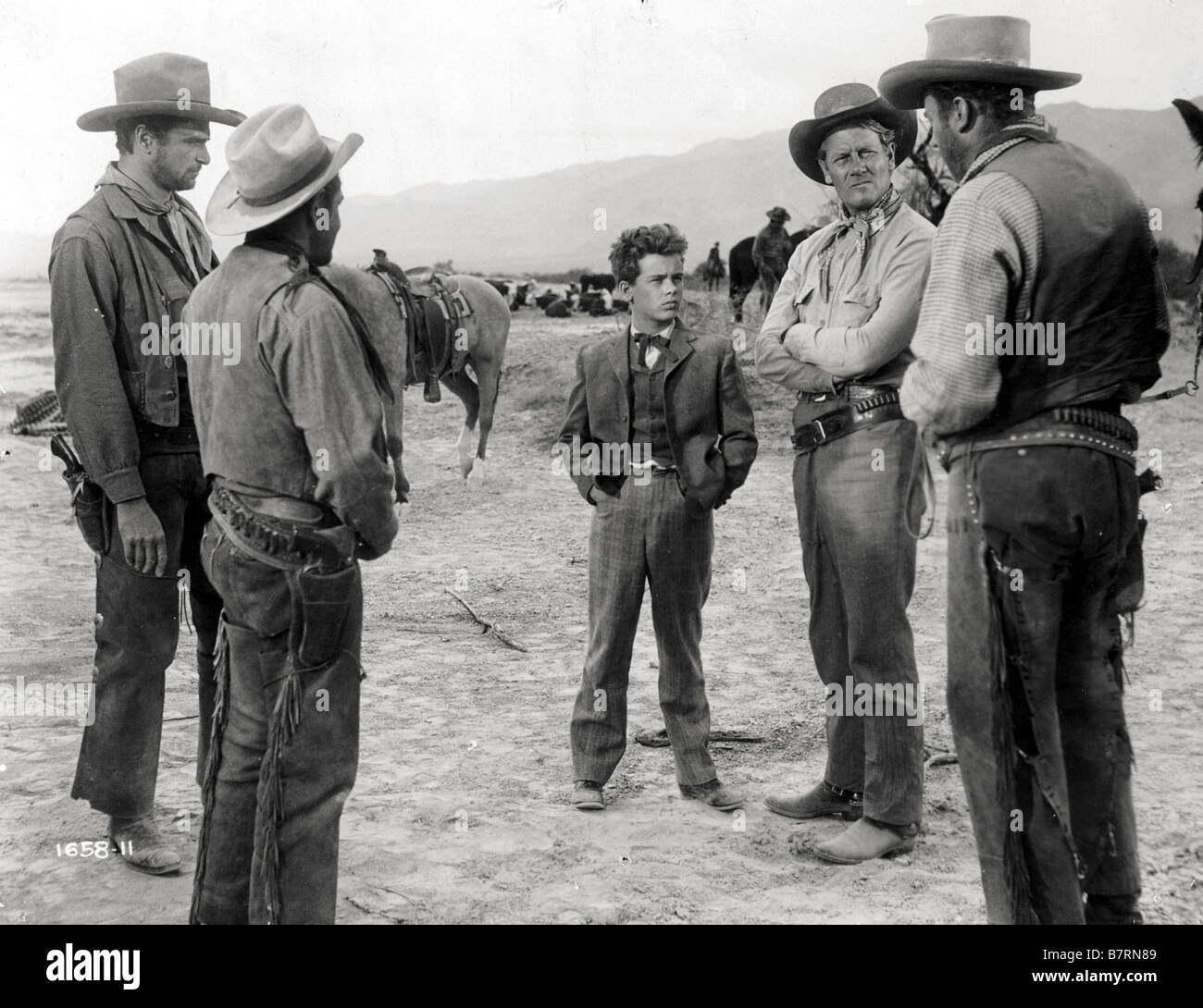 Cattle Drive Year: 1951 USA Joel McCrea Director: Kurt Neumann Stock ...