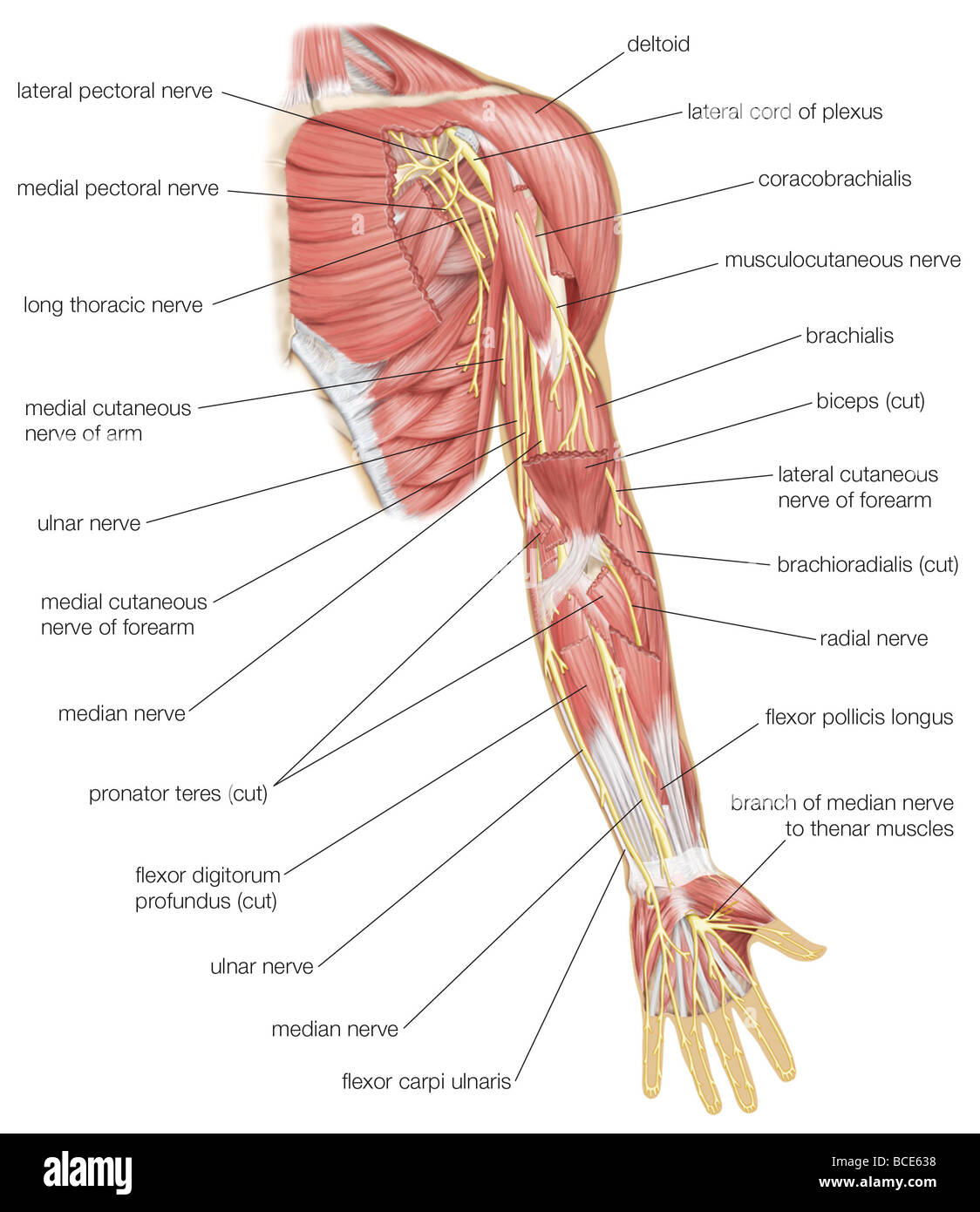 Anterior View Of The Left Arm Showing Median Ulnar And Radial Nerves