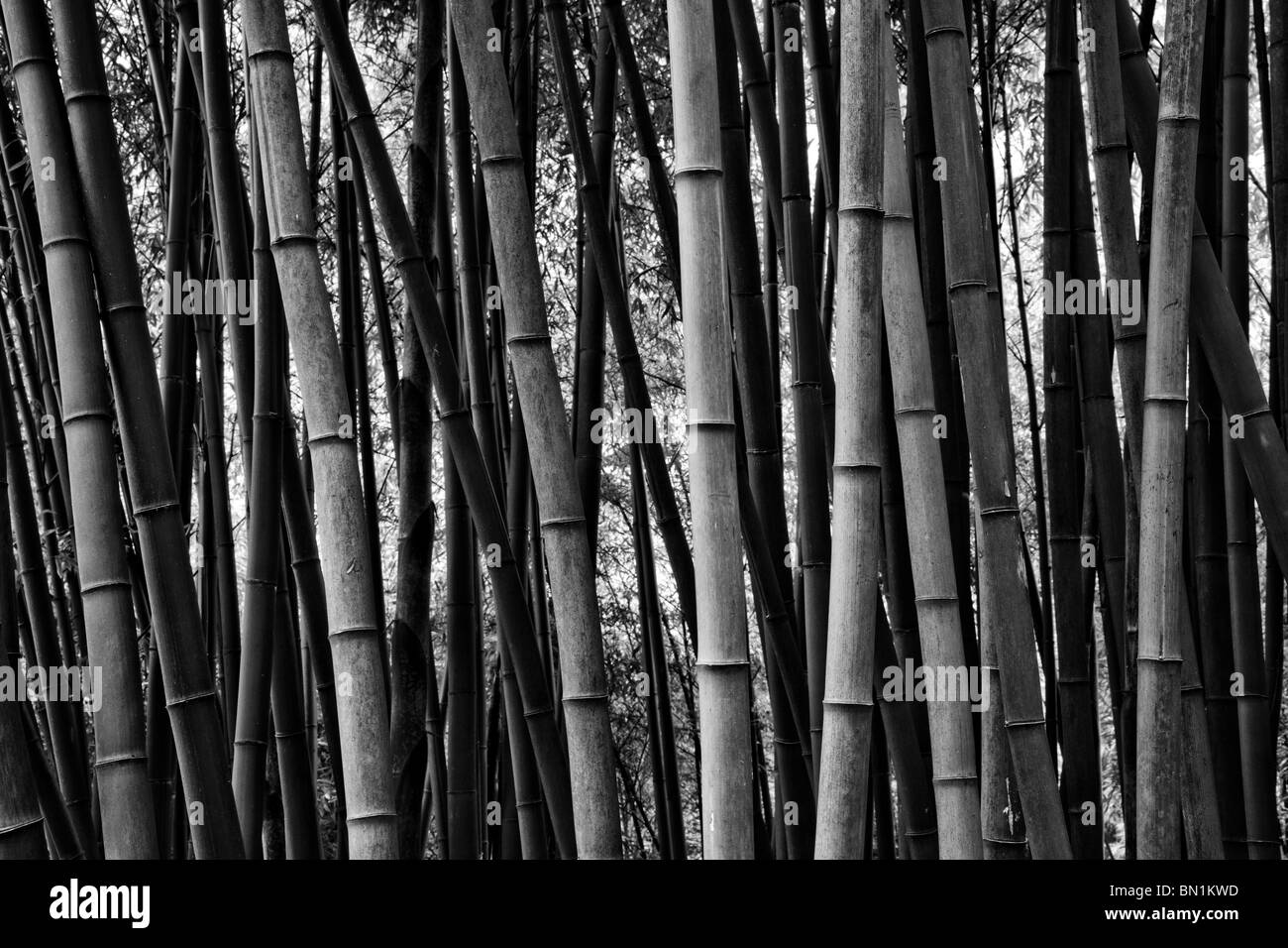 black and white bamboo Stock Photo - Alamy