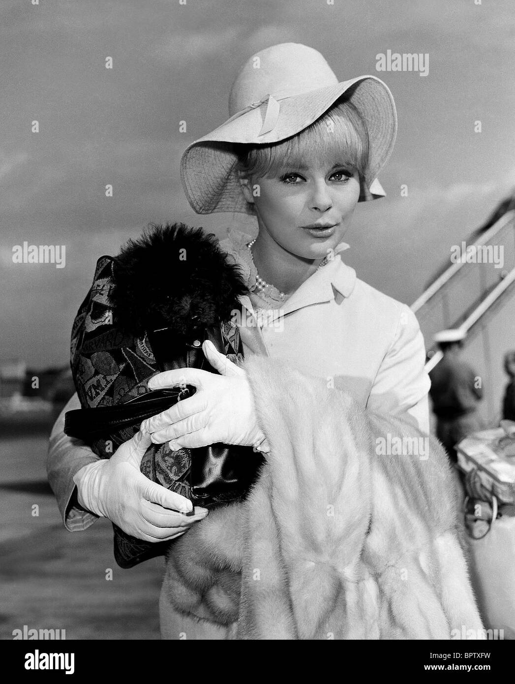 ELKE SOMMER WITH DOG ACTRESS (1971 Stock Photo - Alamy
