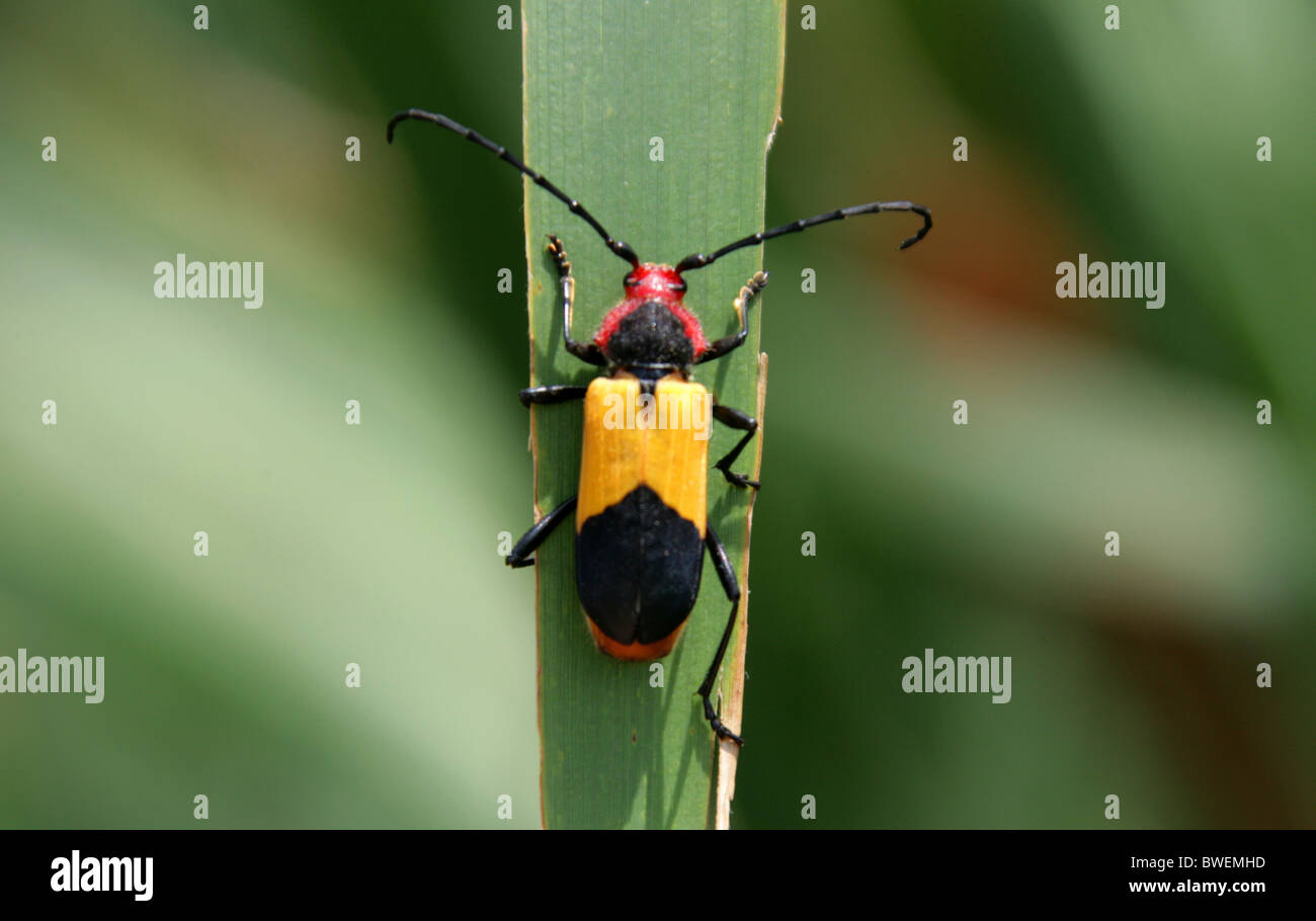 African Longhorn Beetle, Purpuricenus laetus laetus, Trachyderini ...