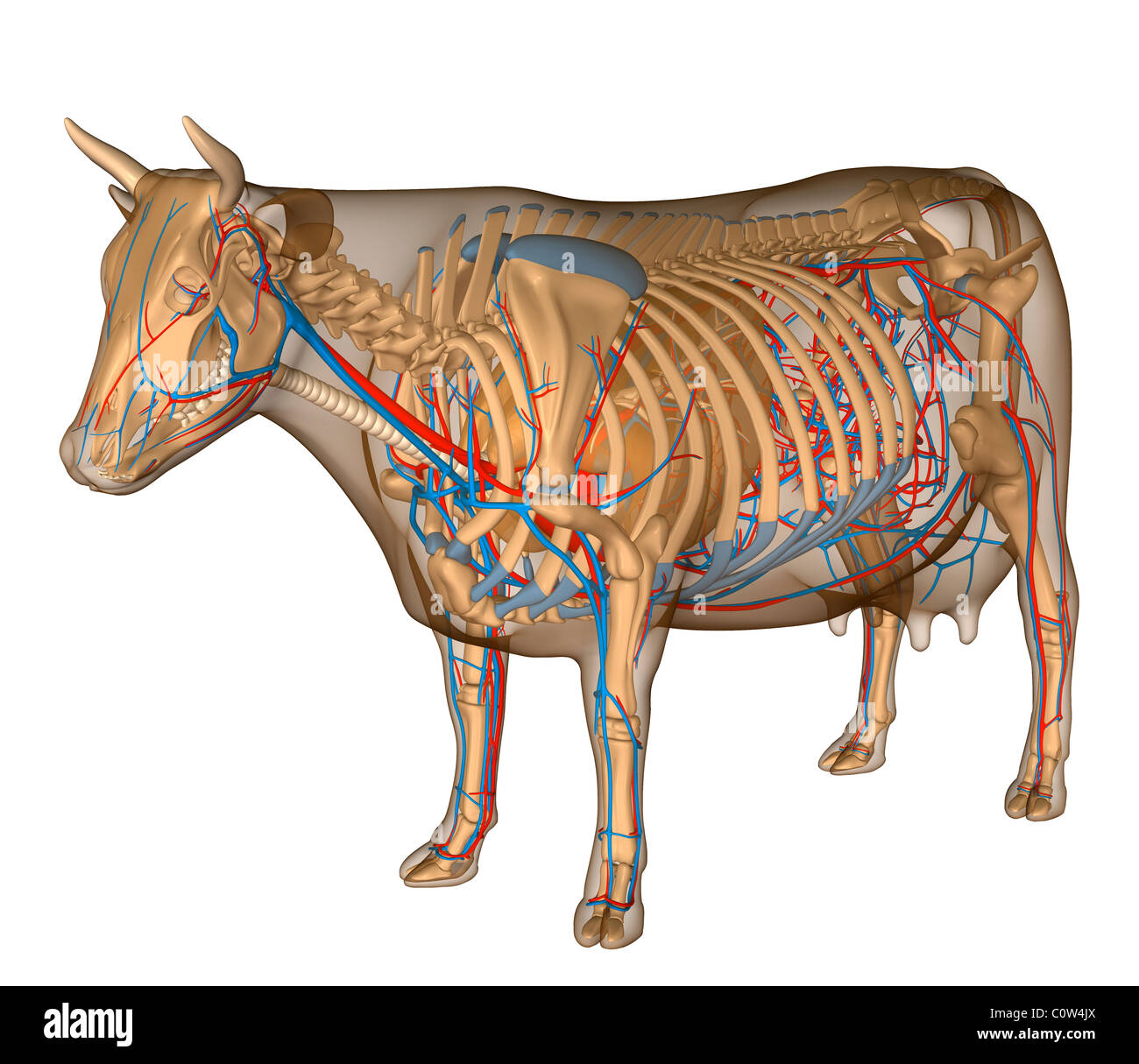 Anatomy of the cow circularly respiratory Stock Photo - Alamy