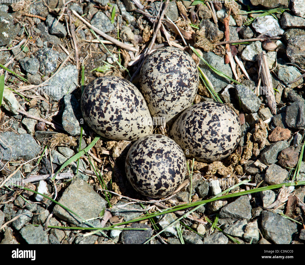 Top 92+ Images birds that lay their eggs on the ground Excellent